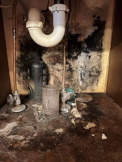 mold | Amerispec Home Inspection Service