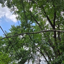 Dead Branch Balancing Across Wires