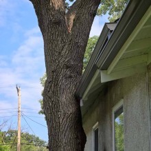 Treehouse